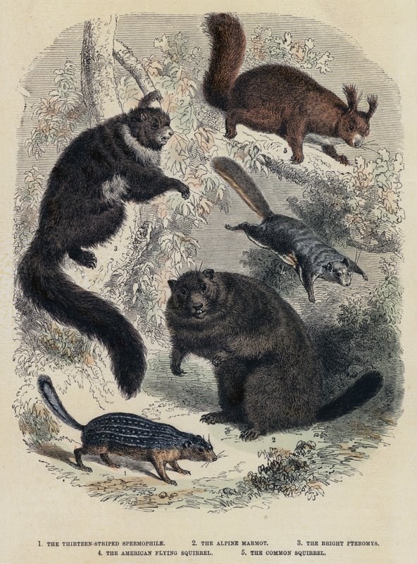 O Espermófilo Treze Estriados, O Marmota Alpino, Os Pteromys Brilhantes, O Esquilo Voador Americano, O Esquilo Comum (gravura colorida) de English School