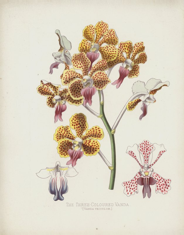 A Vanda tricolor, Vanda Tricolor de English School