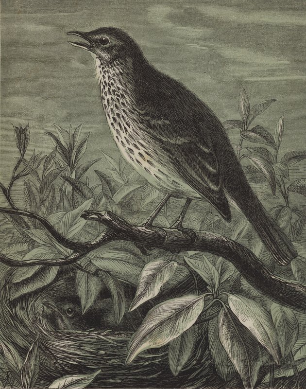 O Thrush (gravura) de English School