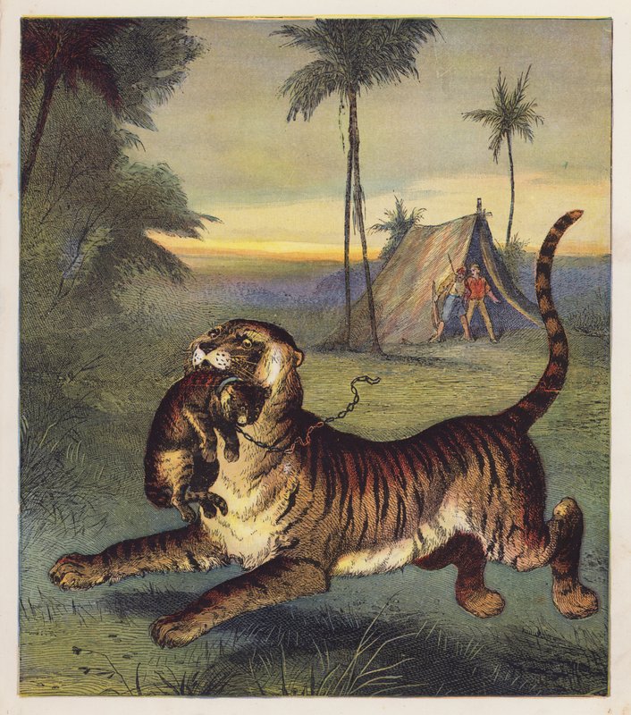 O Tigre-Cubo (litografia a cores) de English School