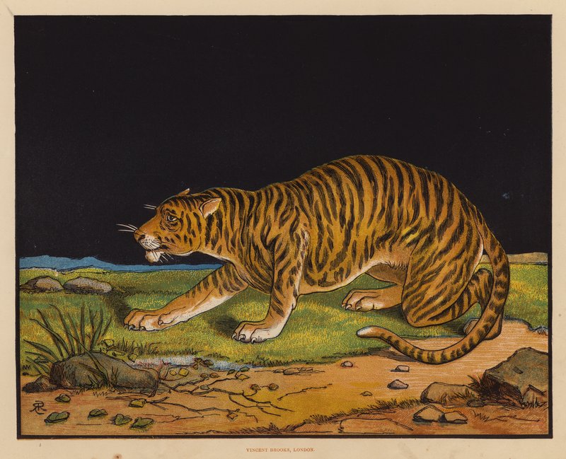 O Tigre (litografia a cores) de English School