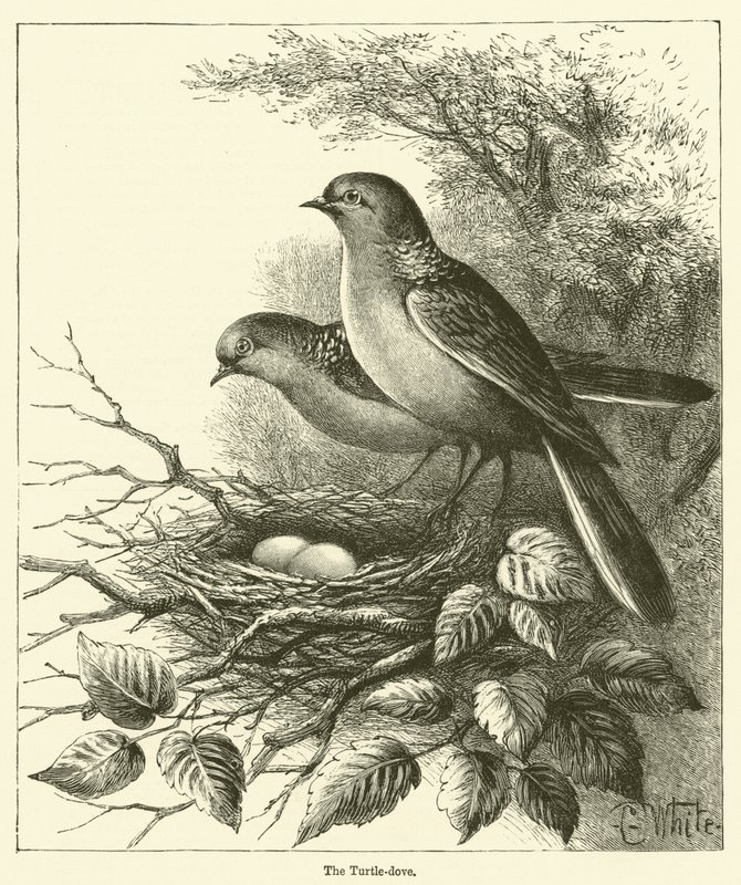 A Pomba Tartaruga (gravura) de English School