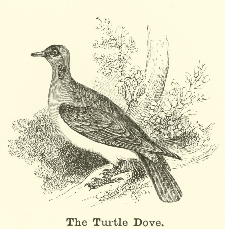 A pomba da tartaruga de English School
