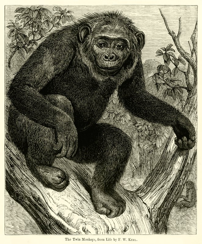 The Twin Monkeys, da Life (gravura) de English School