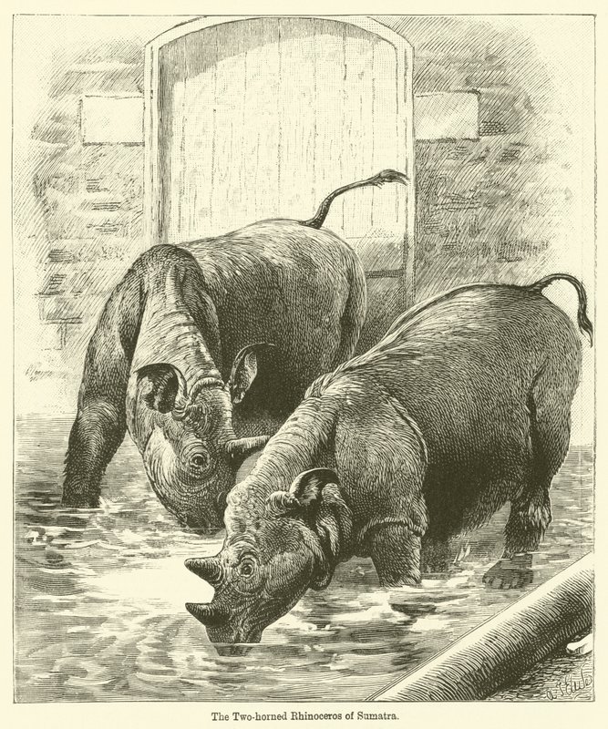 O Rinoceronte de dois chifres de Sumatra (gravura) de English School