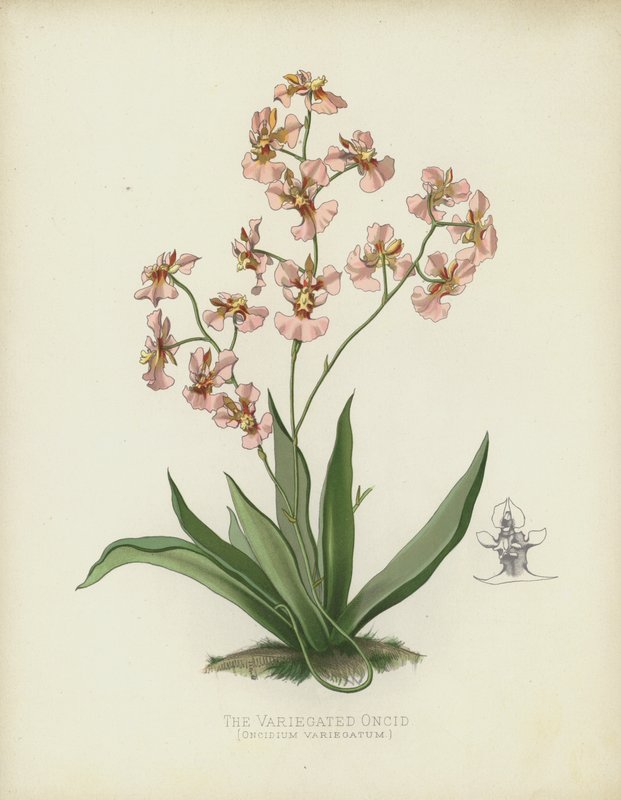 Oncid Variegado, Oncidium Variegatum de English School