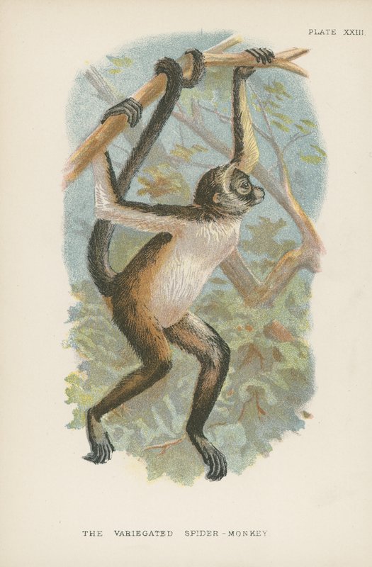 O macaco-aranha variegado de English School