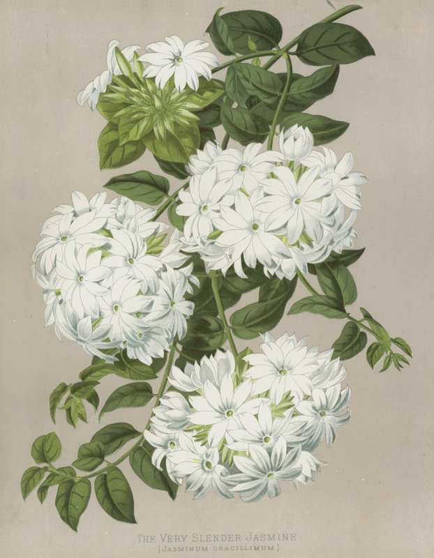 O jasmim muito delgado, Jasminum Gracillimum de English School
