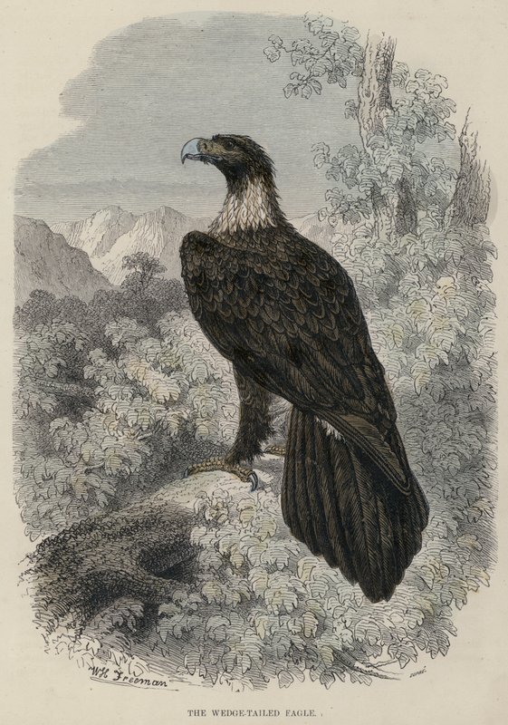 The Wedge-Tailed Eagle (gravação colorida) de English School