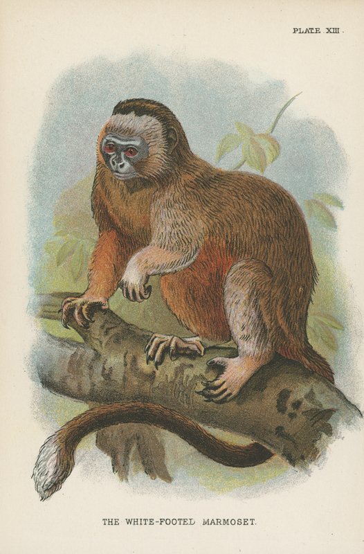 O Marmoset de Patas Brancas de English School