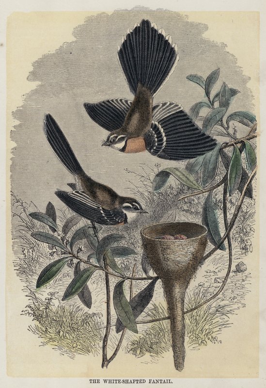 O Fantail de Viragem Branca (gravura colorida) de English School
