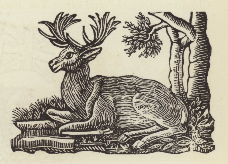 The White Hart (gravura) de English School