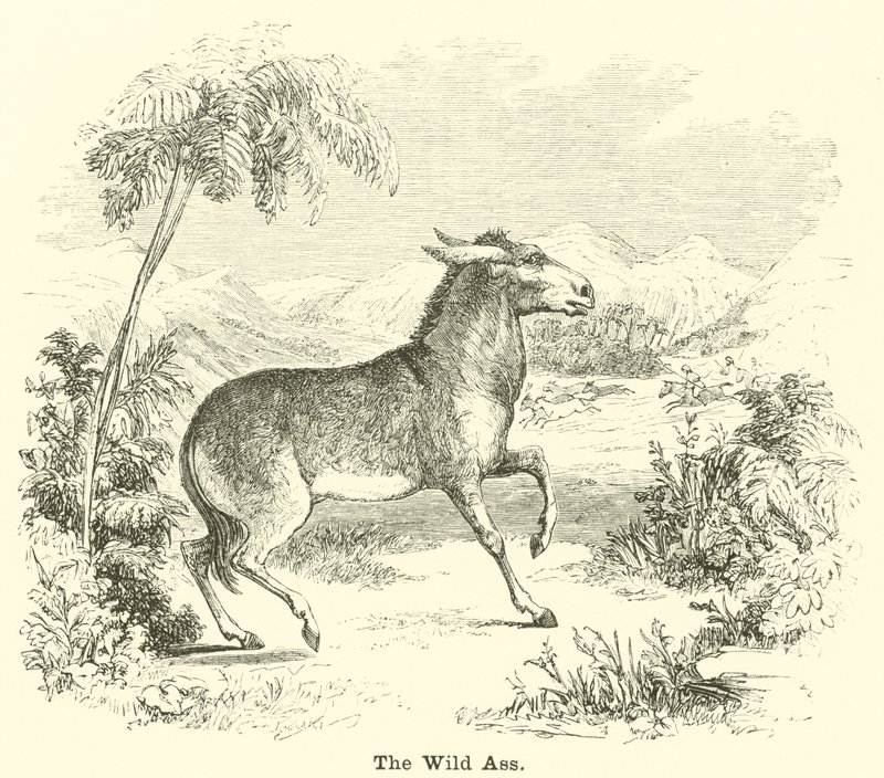 O burro selvagem de English School