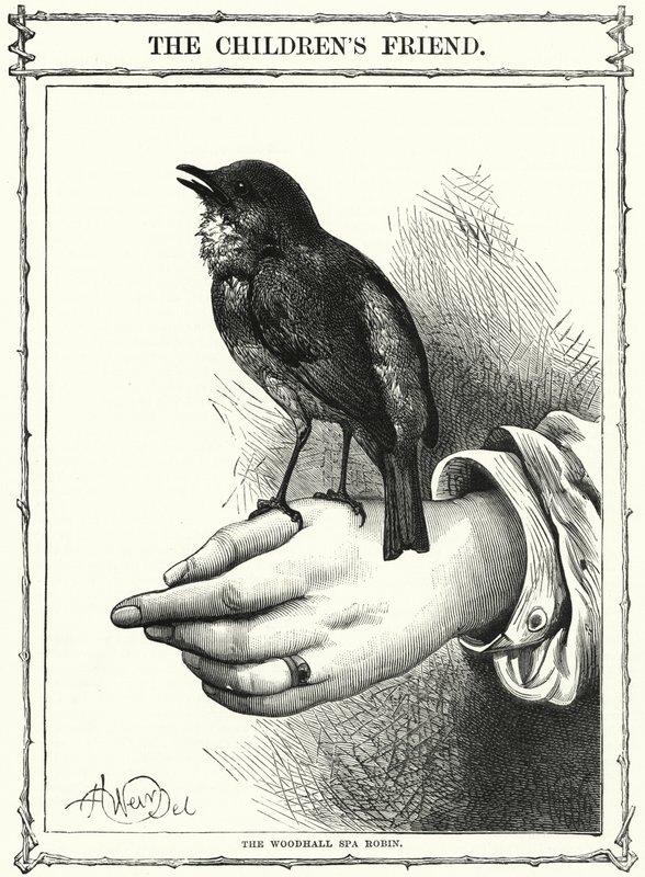 O Robin de Woodhall Spa (gravura) de English School