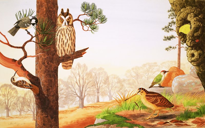 Os bosques no inverno e o que você pode encontrar de English School