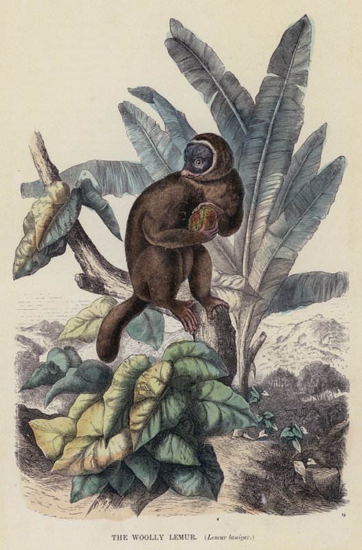 The Woolly Lemur, Lemur laniger (gravura colorida) de English School