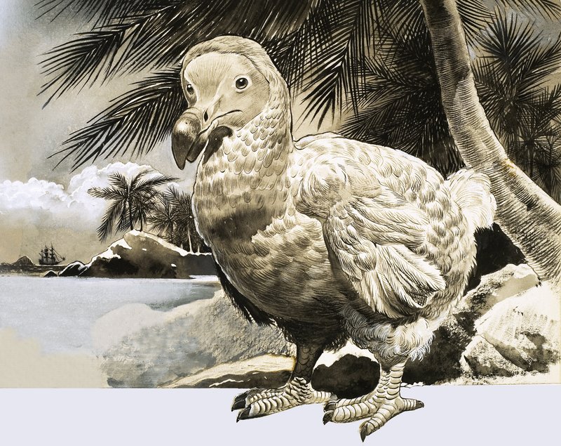 O Mundo da Natureza: O Pássaro Misterioso da Ilha Maurícia (The Dodo) de English School