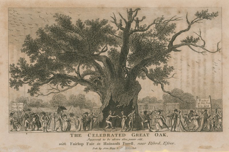 O célebre Great Oak, supostamente com mais de 1800 anos de English School