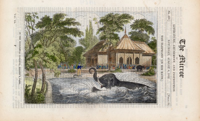 O elefante em seu banho no zoológico em Regents Park de English School