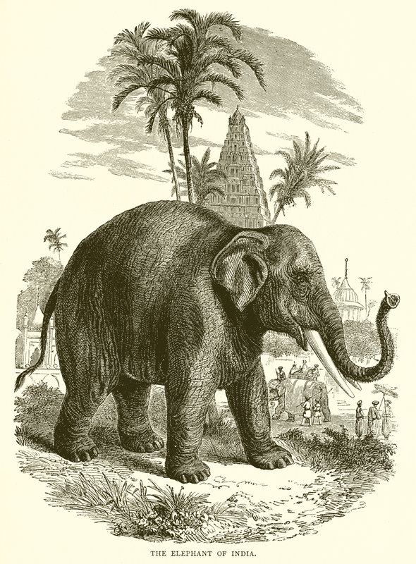 O elefante da índia de English School