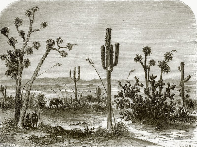 O cereus gigante de English School