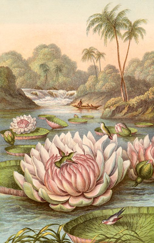O grande nenúfar, Victoria Regia de English School
