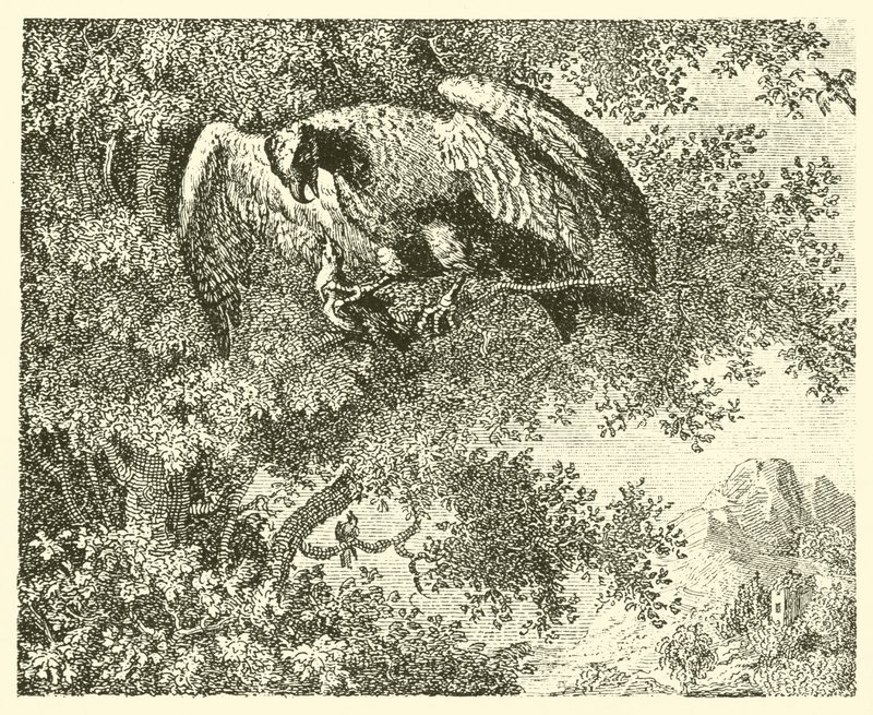 O falcão e o rouxinol (gravura) de English School