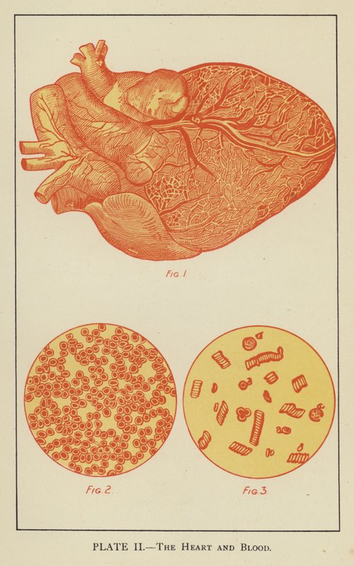 O coração e o sangue (litografia a cores) de English School