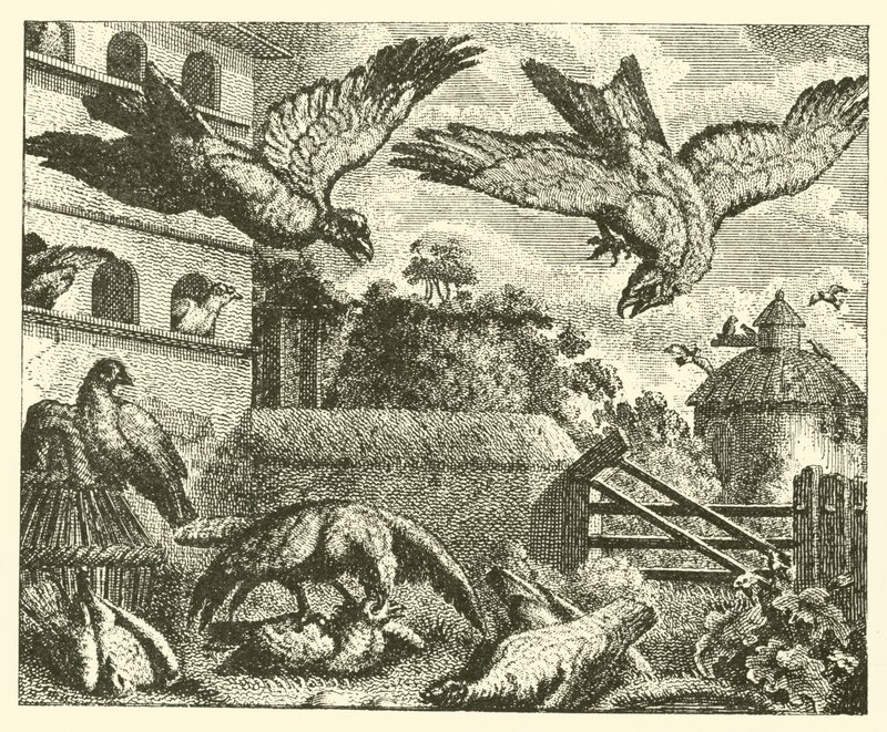 O papagaio e os pombos (gravura) de English School