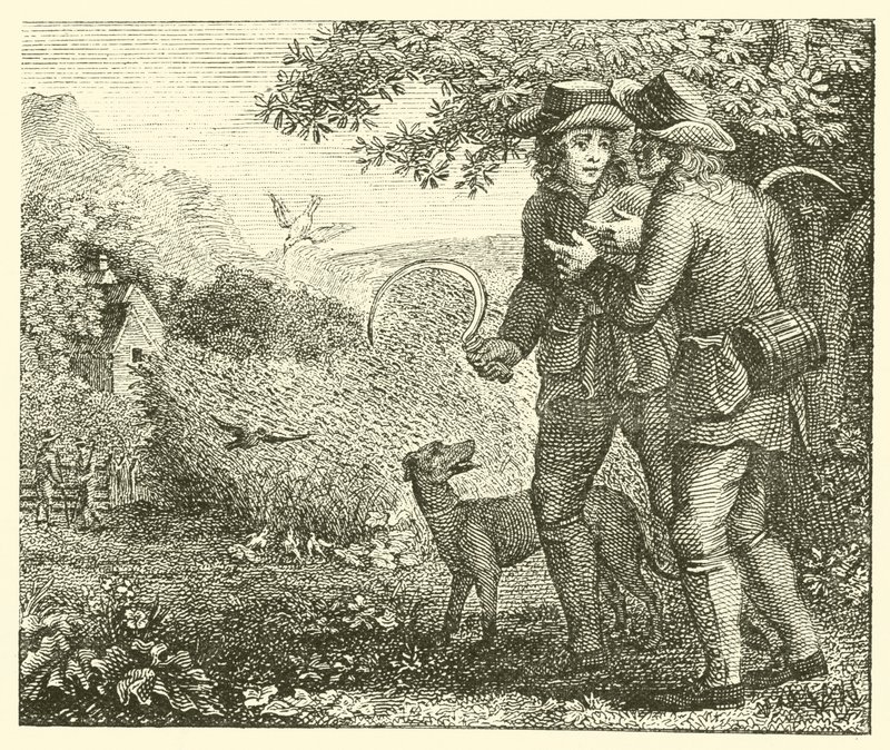A cotovia e os seus filhotes (gravura) de English School