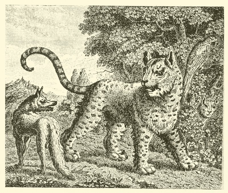 O leopardo e a raposa (gravura) de English School