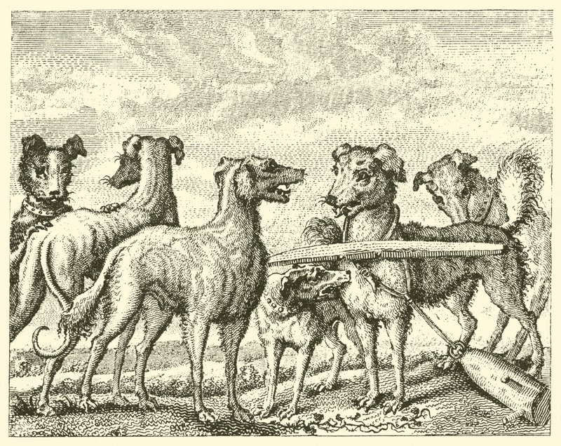 O cão travesso (gravura) de English School