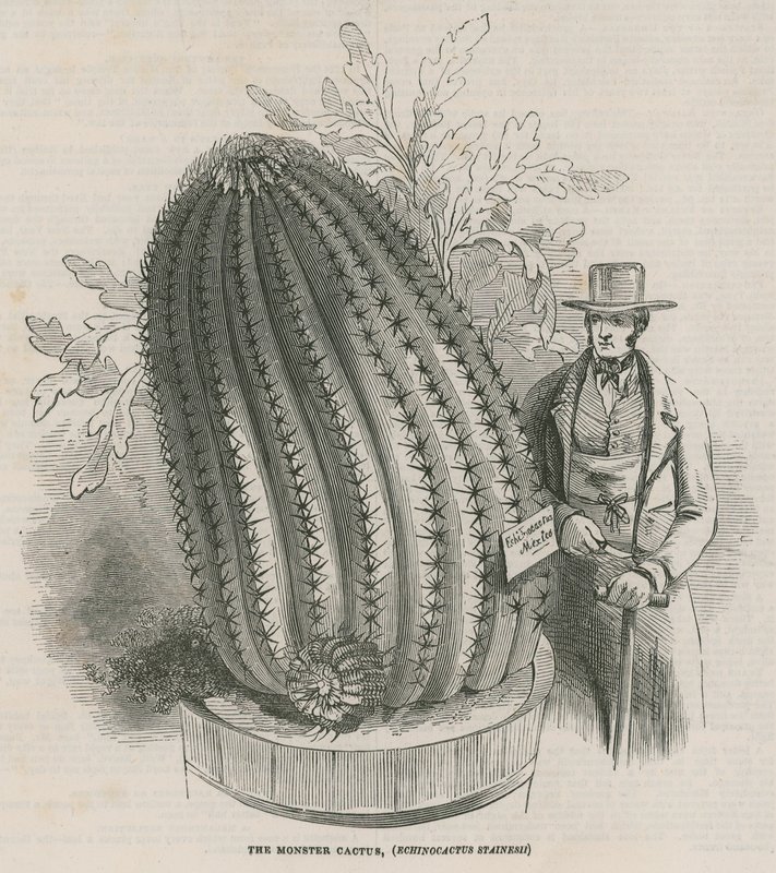 O cacto de monstro (Echinocactus stainesh) nos jardins reais, Kew, Londres de English School