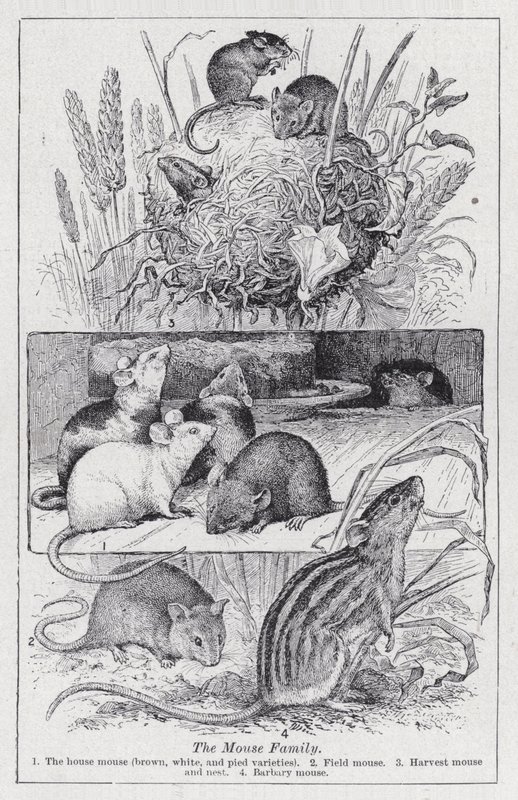 A família do rato (litho) de English School