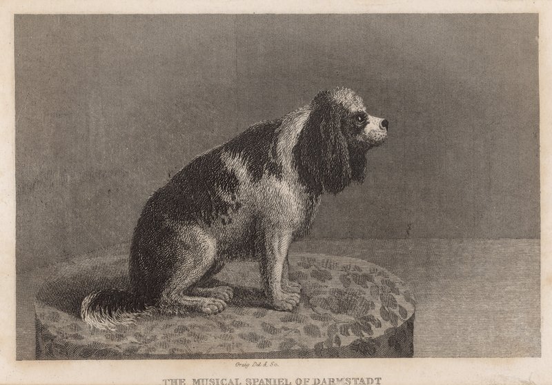 O musical Spaniel de Darmstadt de English School