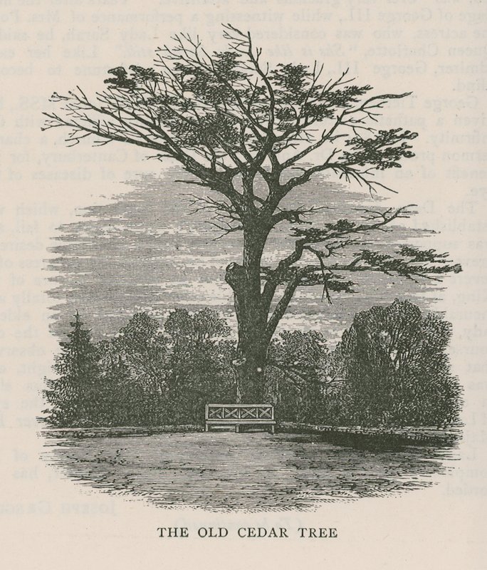O velho cedro, Holland House de English School