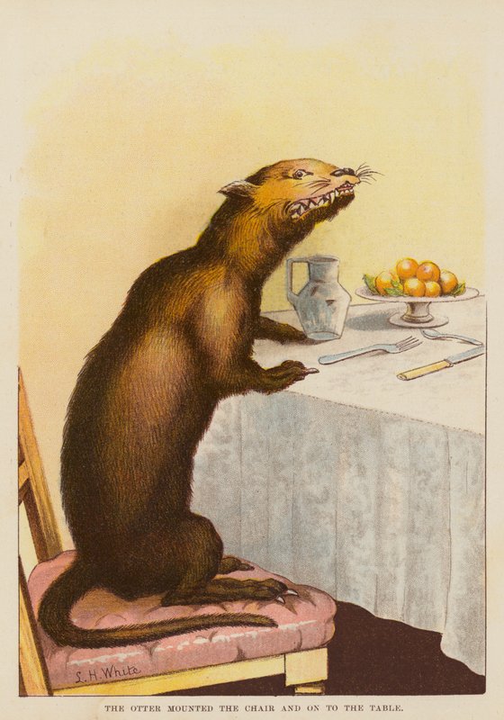 A lontra montou a cadeira e subiu para a mesa (litografia a cores) de English School