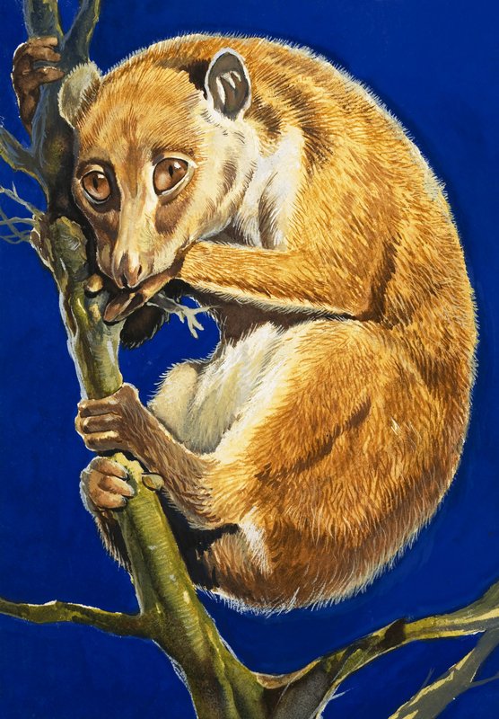 O potto de English School