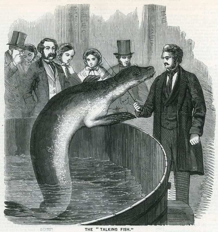 O peixe falante de English School