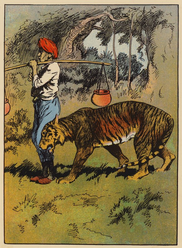 O tigre esfrega-se contra a perna do homem (cor litho) de English School