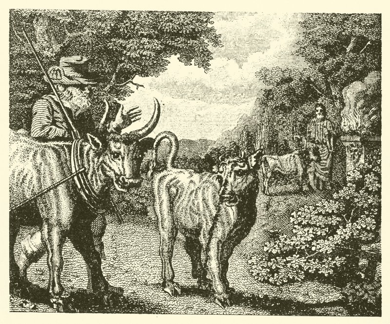 O bezerro maltrapilho (gravura) de English School
