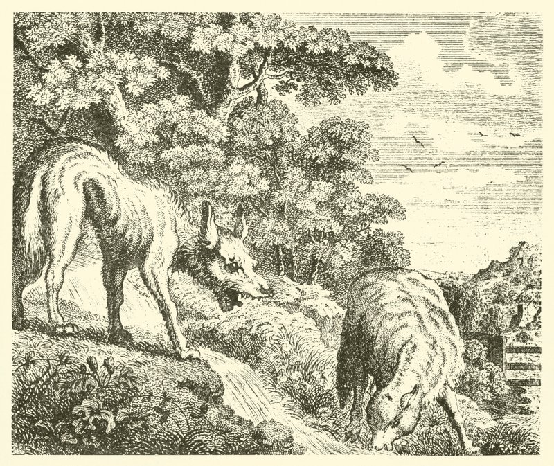 O lobo e o cordeiro (gravura) de English School