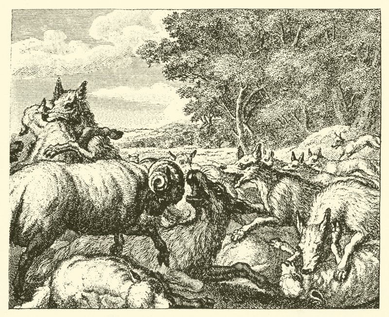 Os lobos e as ovelhas (gravura) de English School