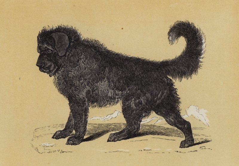 Cão de Thibet (litografia a cores) de English School
