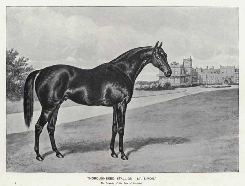 Garanhão puro-sangue "São Simão" (litho) de English School