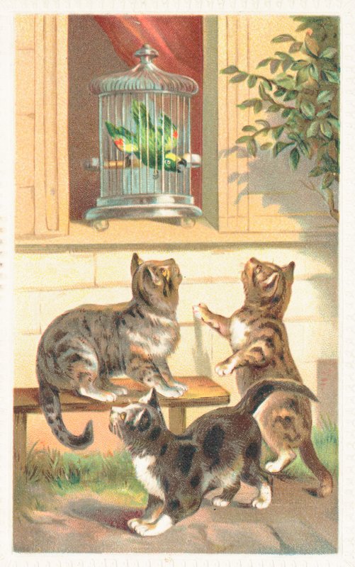 Três, gatos, sentando, abaixo, um, janela de English School