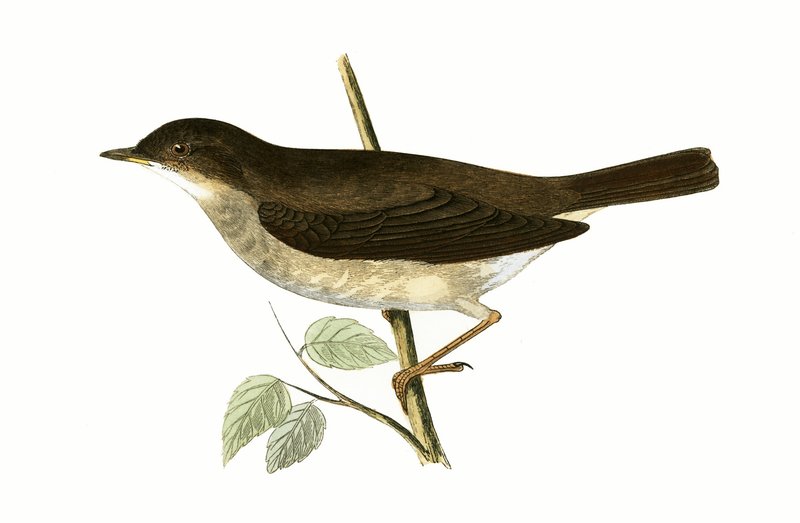 Thrush Nightingale, ilustração de "Uma História das Aves da Europa Não Observadas nas Ilhas Britânicas", de Charles Robert Bree (1811-1886), publicada em 1867. de English School
