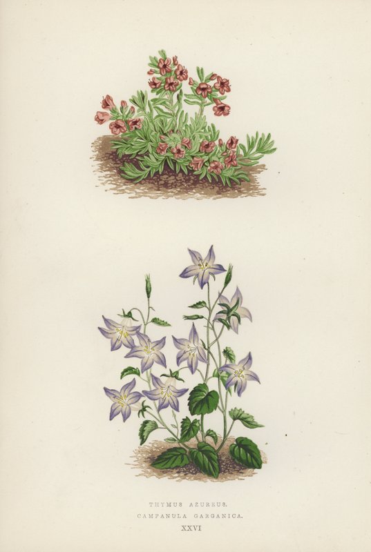 Thymus azureus; Campanula garganica (litografia a cores) de English School