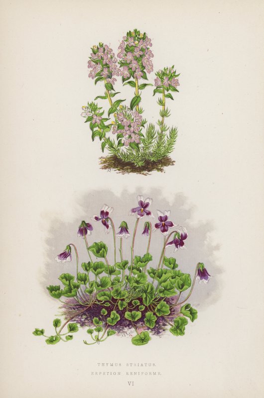 Thymus Striatus; Erpetion Reniforme (litografia a cores) de English School
