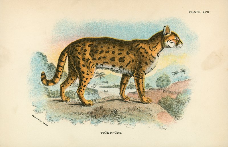 Tigre-Gato de English School